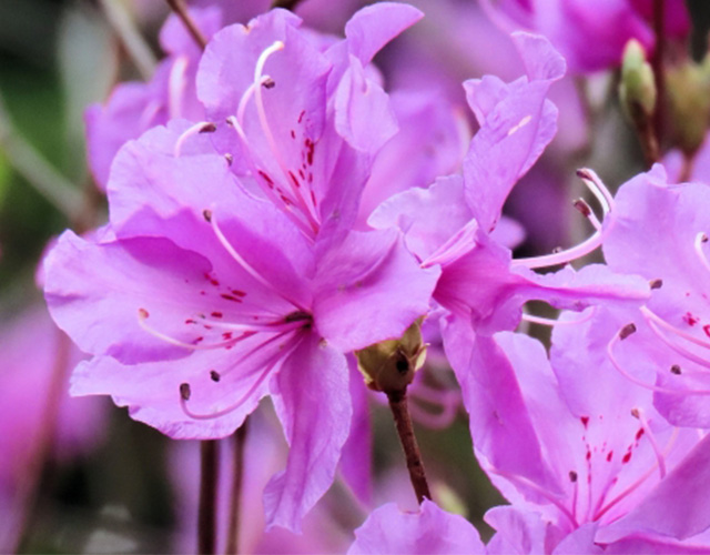 美濃戸高原で初夏の5月ごろに見られる植物 ミツバツツジ