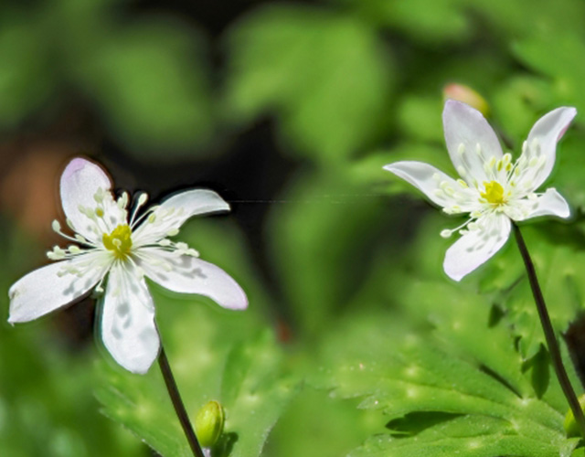 美濃戸高原で初夏の5月ごろに見られる植物 ニリンソウ