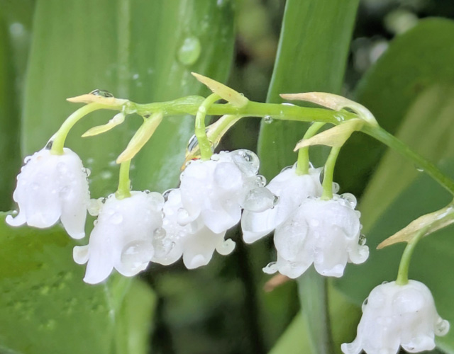 美濃戸高原で初夏の6月ごろに見られる植物 スズラン
