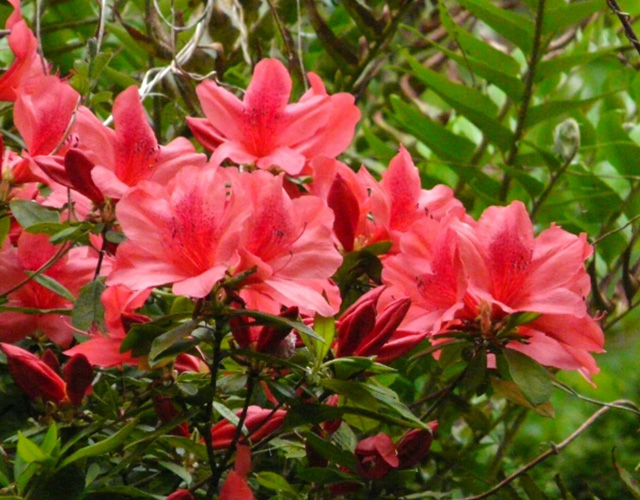 美濃戸高原で初夏の6月ごろに見られる植物 レンゲツツジ