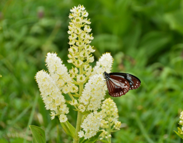 夏の美濃戸高原を彩るコバイケイソウ
