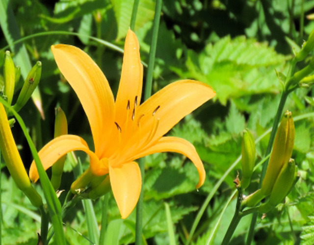 夏の美濃戸高原を彩るニッコウキスゲ