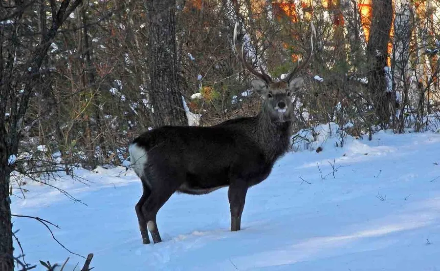 八ヶ岳南麓の自然と調和したフォレストリゾートの管理事務所外観と森の風景