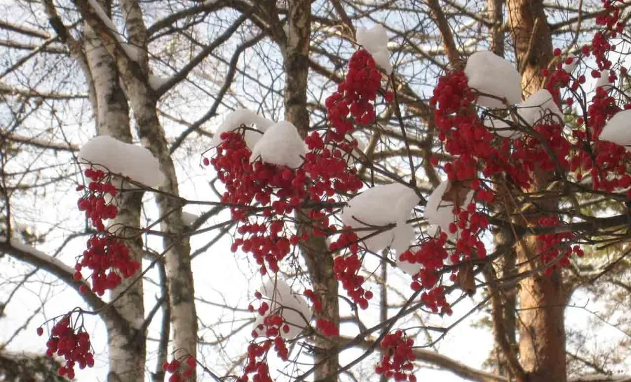八ヶ岳南麓・美濃戸高原の別荘地「フォレストリゾート」を見下ろすドローン空撮写真