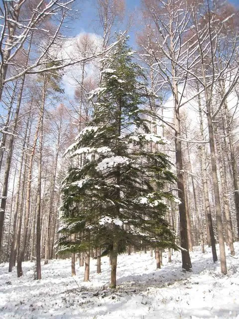 太陽の光が差し込む長野県茅野市の別荘地・美濃戸高原フォレストリゾートに自生するツツジと森林の風景（八ヶ岳南麓）