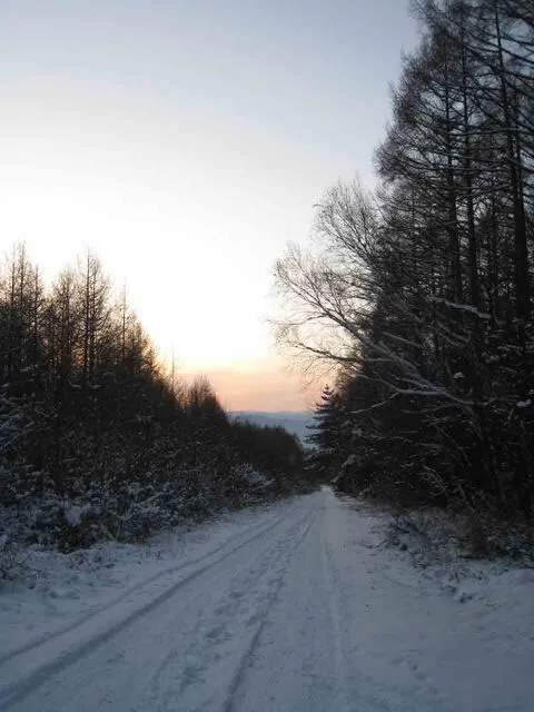四季折々の自然が美しい長野県茅野市の別荘地・美濃戸高原フォレストリゾートの静かな林間風景
