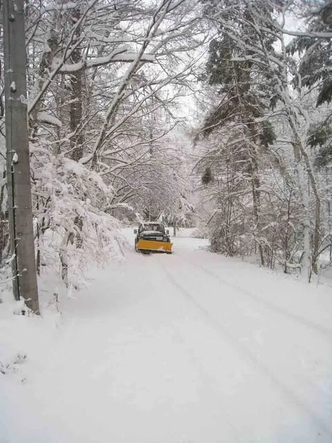 朝日が差し込む美濃戸高原フォレストリゾートの新緑の森（茅野市 美濃戸高原の自然豊かな風景）
