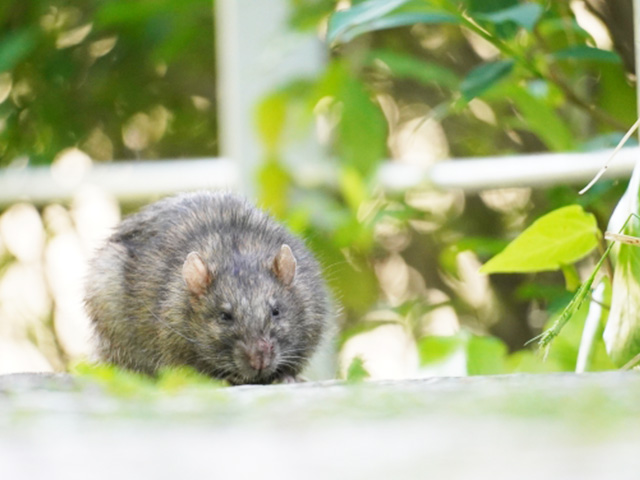 別荘敷地内に侵入してきた小動物のイメージ