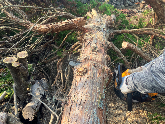 美濃戸高原別荘地の環境維持のため実施された大規模な木々の伐採と倒木除去作業