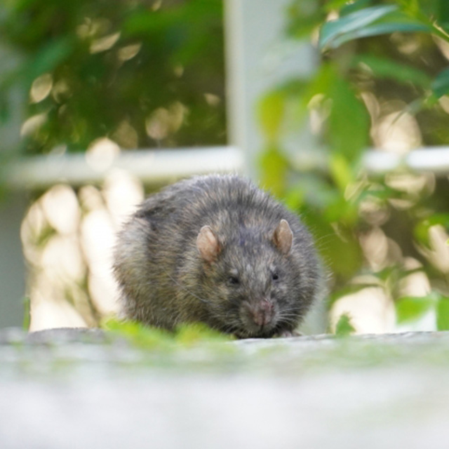 別荘の敷地内にネズミなどの小動物が侵入するイメージ画像