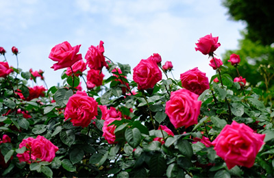  蓼科高原 バラクラ イングリッシュ ガーデン